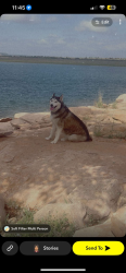 Reunited Female Dog last seen Old coors and Bridge, Albuquerque, NM 87121