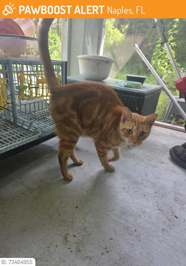 Found/Stray Male Cat last seen Desoto and 12th ave se, Naples, FL 34117