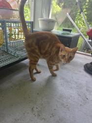 Found/Stray Male Cat last seen Desoto and 12th ave se, Naples, FL 34117