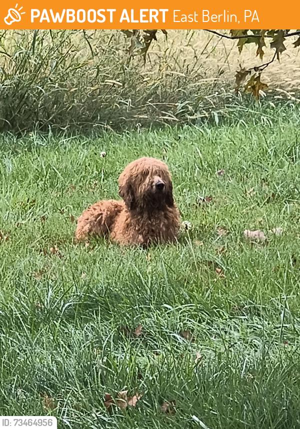 Found/Stray Unknown Dog last seen Stoney point rd and brough hill rd, East Berlin, PA 17316