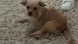 Lost Female Dog last seen Hilltop dr and Ovaletta dr, Justin, TX 76247
