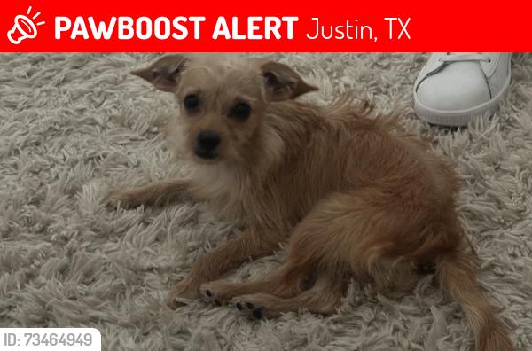 Lost Female Dog last seen Hilltop dr and Ovaletta dr, Justin, TX 76247
