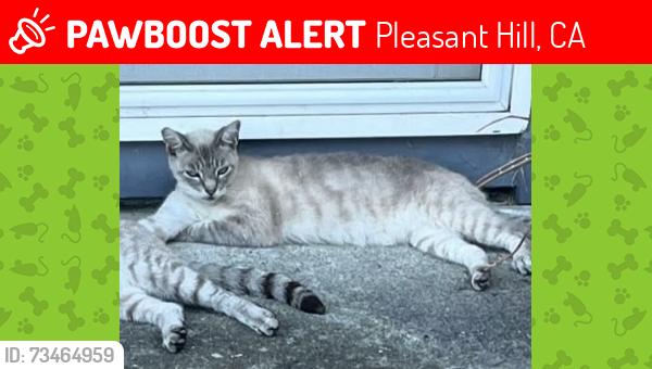 Lost Male Cat last seen Beth Dr, Pleasant Hill, CA 94523