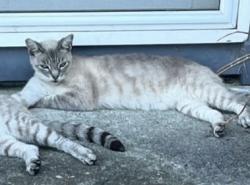 Lost Male Cat last seen Beth Dr, Pleasant Hill, CA 94523
