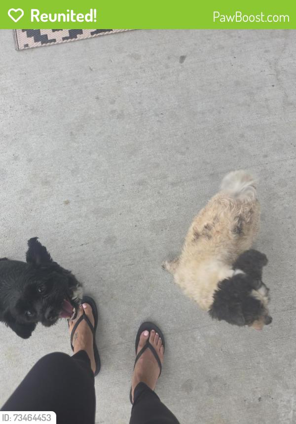 Reunited Male Dog last seen Brcker, Harris County, TX 77447