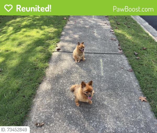 Reunited Unknown Dog last seen Northampton Drive, Cherokee County, GA 30115