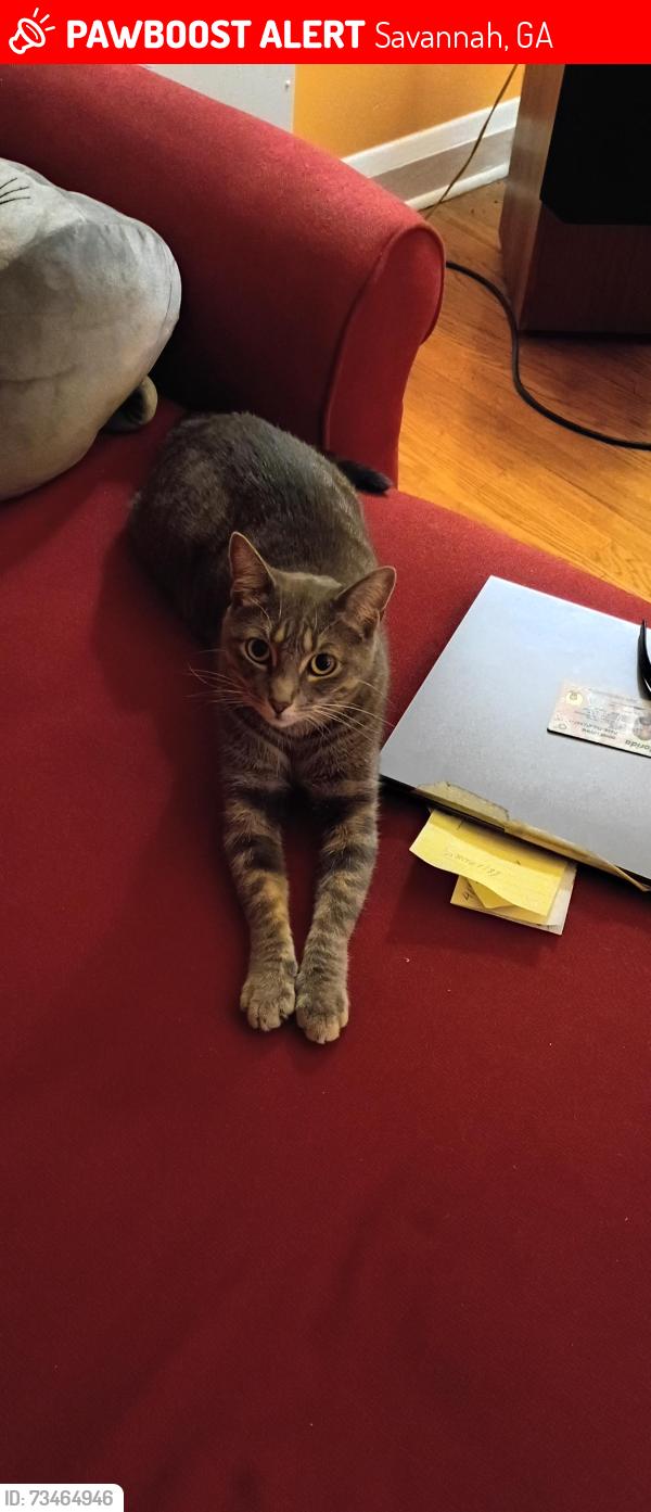 Lost Female Cat last seen Harley Davidson Savannah, Savannah, GA 31419