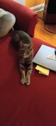 Lost Female Cat last seen Harley Davidson Savannah, Savannah, GA 31419