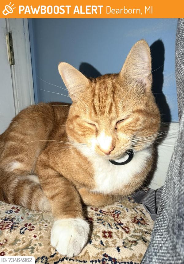 Found/Stray Male Cat last seen Schaefer Rd and Michigan Ave, Dearborn MI, Dearborn, MI 48126