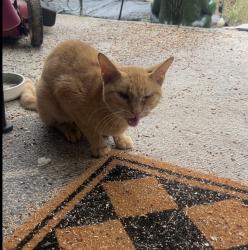 Reunited Male Cat last seen Rotha Dr, Lexington, NC 27292