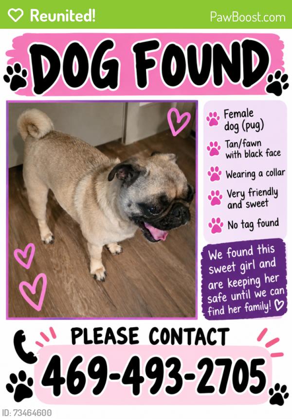 Reunited Female Dog last seen Simpson Stuart road and Bonnie view, Dallas, TX 75241