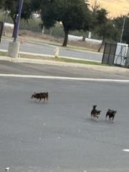Found/Stray Unknown Dog last seen Claus rd, Modesto, CA 95357