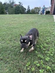 Found/Stray Male Dog last seen Heather Ridge ct, Greensboro, NC 27455