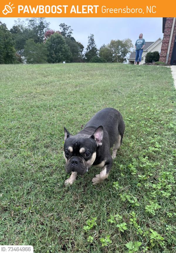 Found/Stray Male Dog last seen Heather Ridge ct, Greensboro, NC 27455