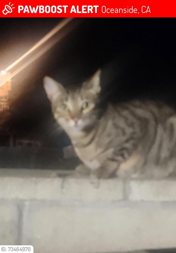 Lost Female Cat last seen On my roof, Oceanside, CA 92058