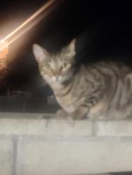 Lost Female Cat last seen On my roof, Oceanside, CA 92058