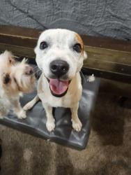 Found/Stray Male Dog last seen Cemetery, Waelder, TX 78959