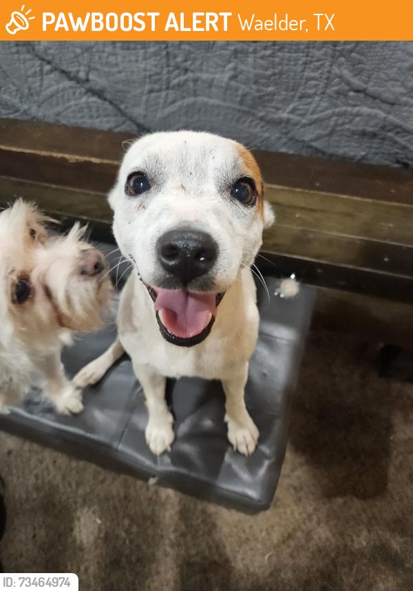 Found/Stray Male Dog last seen Cemetery, Waelder, TX 78959