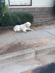 Found/Stray Male Dog last seen Green acres market s Pennsylvania and I-240, Oklahoma City, OK 73159