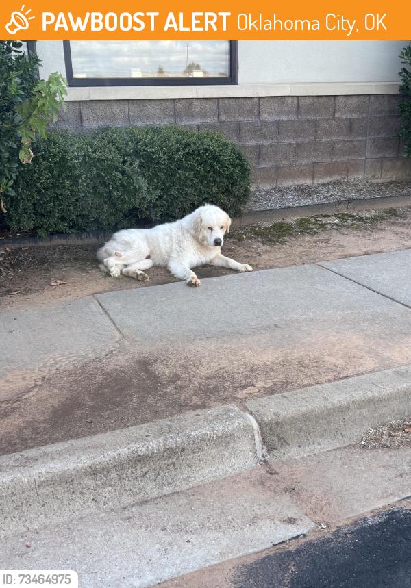 Found/Stray Male Dog last seen Green acres market s Pennsylvania and I-240, Oklahoma City, OK 73159