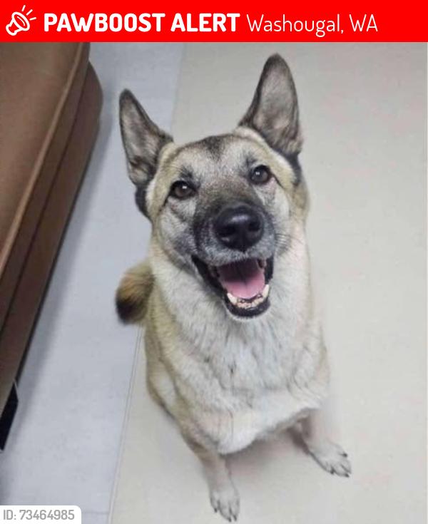 Lost Male Dog last seen Near N V St, Washougal, WA 98671 (Clark County), Washougal, WA 98671
