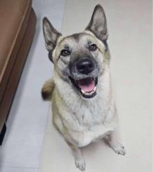 Lost Male Dog last seen Near N V St, Washougal, WA 98671 (Clark County), Washougal, WA 98671