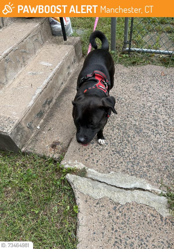 Found/Stray Male Dog last seen Hillard st, Manchester, CT 06042