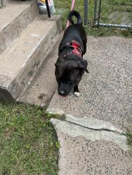 Found/Stray Male Dog last seen Hillard st, Manchester, CT 06042