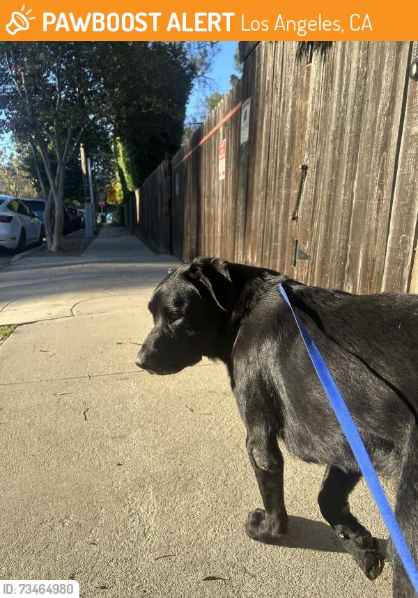 Found/Stray Male Dog last seen landale x ensign, Los Angeles, CA 91602