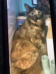 Lost Female Cat last seen Home, Dubberly, LA 71024