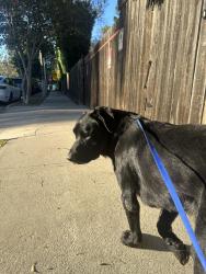Found/Stray Male Dog last seen landale x ensign, Los Angeles, CA 91602