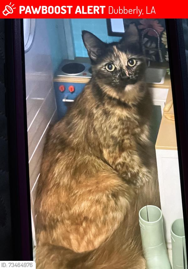 Lost Female Cat last seen Home, Dubberly, LA 71024