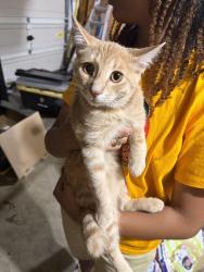 Found/Stray Unknown Cat last seen Graywood Dr. SE, Mableton, GA 30126