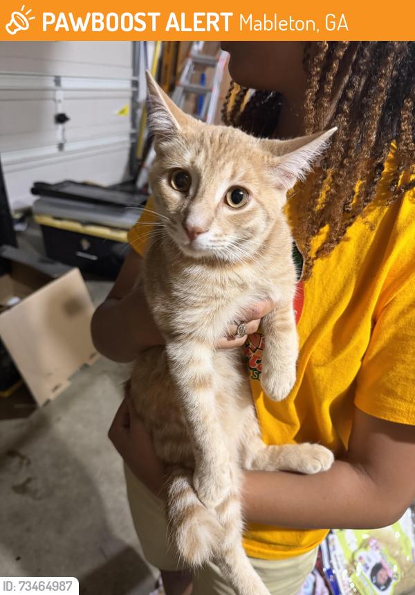Found/Stray Unknown Cat last seen Graywood Dr. SE, Mableton, GA 30126