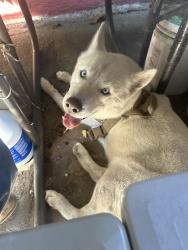 Found/Stray Male Dog last seen Compton & Myrrh, East Compton, CA 90221