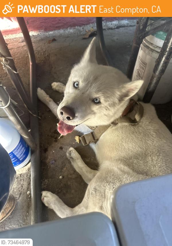 Found/Stray Male Dog last seen Compton & Myrrh, East Compton, CA 90221