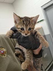 Shelter Stray Male Cat last seen Forest park, 8485 E Reno Ave, Midwest City, OK 73110, USA