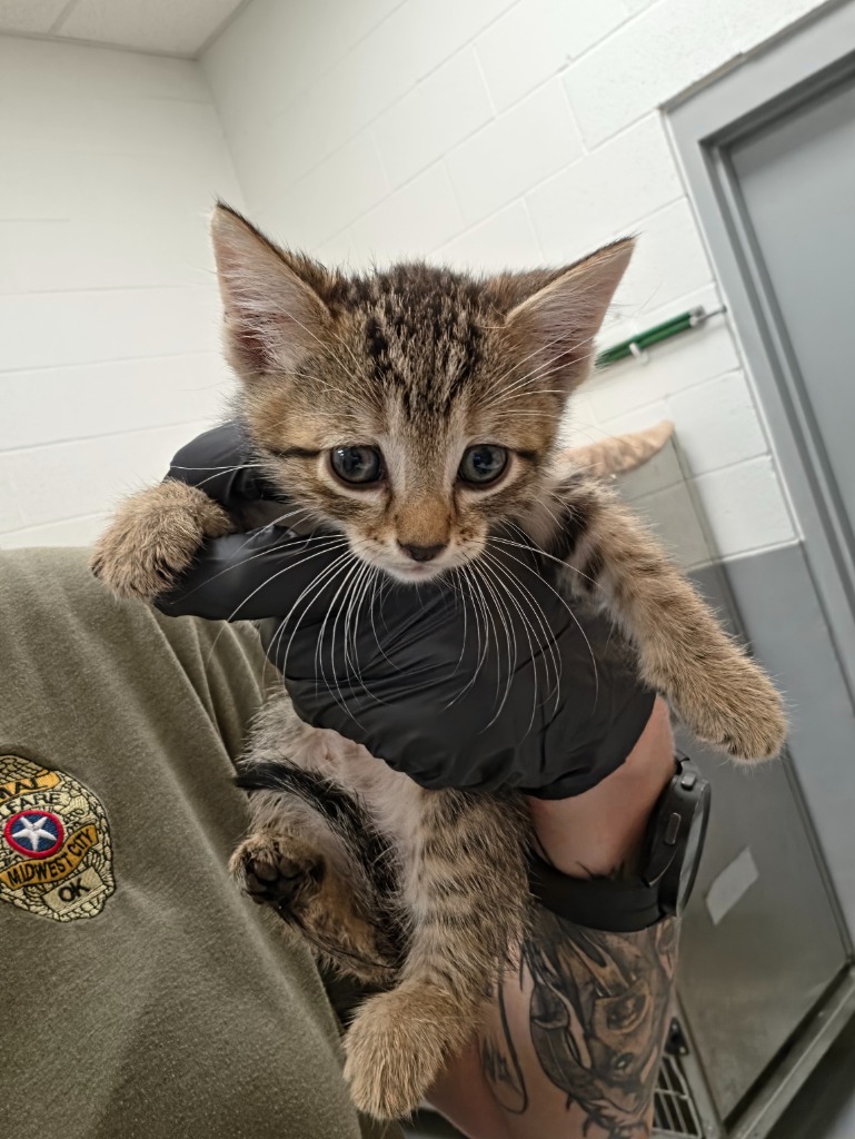 Shelter Stray Male Cat last seen Forest park, 8485 E Reno Ave, Midwest City, OK 73110, USA