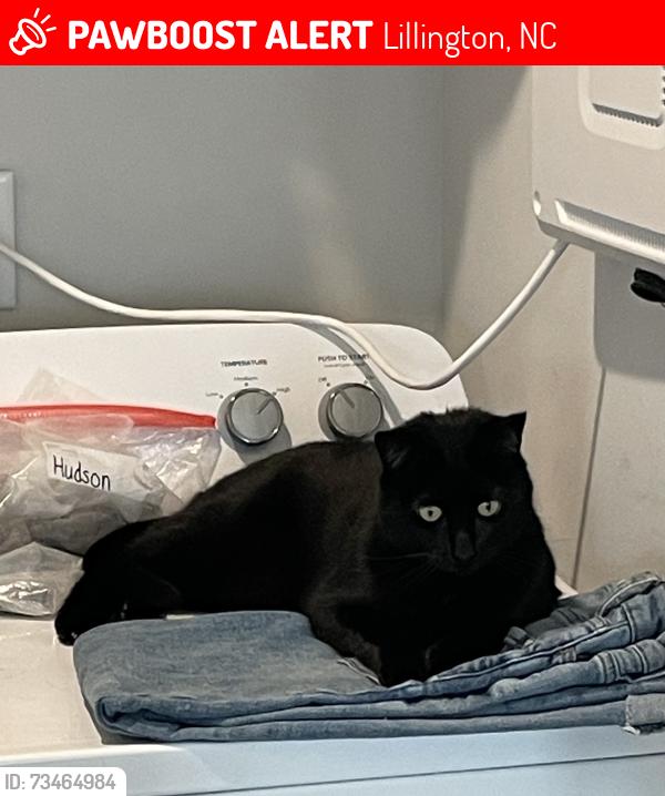 Lost Male Cat last seen Near Decoy Spread Place Lillington, Lillington, NC 27546
