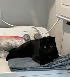Lost Male Cat last seen Near Decoy Spread Place Lillington, Lillington, NC 27546