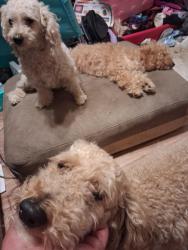 Lost Male Dog last seen Near n 11th st, Allentown, PA 18102