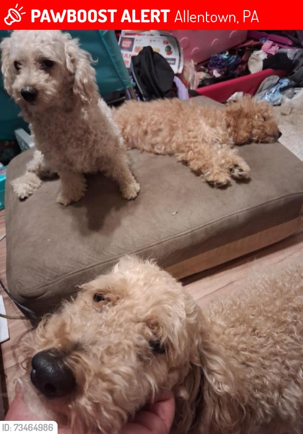 Lost Male Dog last seen Near n 11th st, Allentown, PA 18102