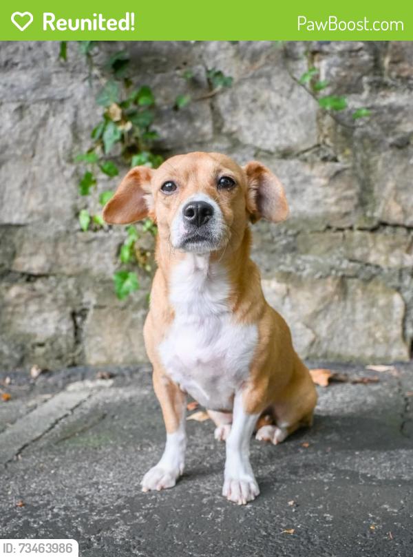 Reunited Female Dog last seen Near lower Fayetteville Rd, Sharpsburg, GA 30277