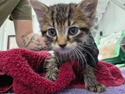 Shelter Stray Male Cat last seen Forest park, 8485 E Reno Ave, Midwest City, OK 73110, USA
