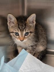 Shelter Stray Female Cat last seen Forest park, 8485 E Reno Ave, Midwest City, OK 73110, USA