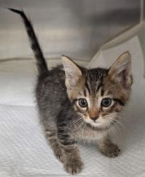 Shelter Stray Male Cat last seen Forest park, 8485 E Reno Ave, Midwest City, OK 73110, USA