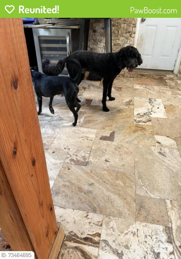 Reunited Male Dog last seen Windcrest ests blvd, Montgomery County, TX 77354