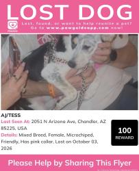 Lost Female Dog last seen arizona and warner, Chandler, AZ 85225