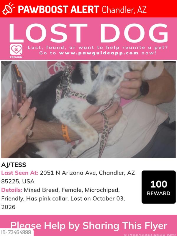 Lost Female Dog last seen arizona and warner, Chandler, AZ 85225
