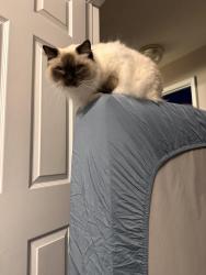 Lost Male Cat last seen Near the lamplight neighborhood area, Williston, VT 05495